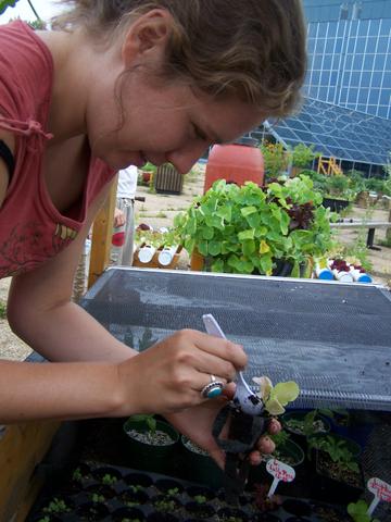 Planter des salades | Planting lettuce